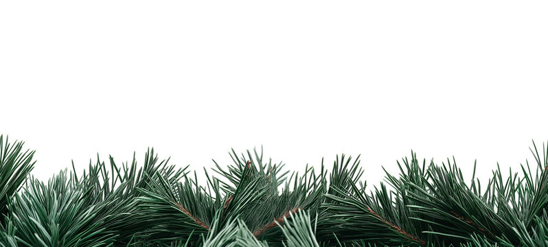 Seamless Horizontal christmas pine Leaves boarder isolated on transparent background
