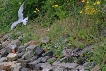 gull chick