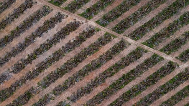 exploitation and deforestation disaster patch Deforestation in pristine environment, drone view of permanent ecological damage