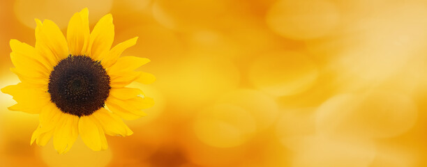 Sunflower on yellow background.