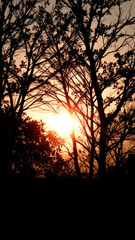 Silhouettes of Trees at Sunset