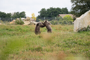 Ours Boissi&egrave;re