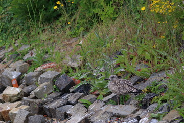 gull chick