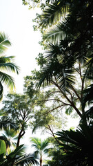 Lush Tropical Canopy with Sunlight Filtering Through