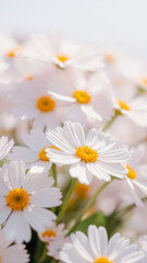 Obraz premium Close Up of Delicate White Daisies