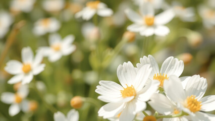 White Daisies in a Field