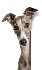 Whippet dog peeking around the corner isolated on transparent background