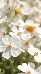 Obraz premium White Flowers in the Sunlight