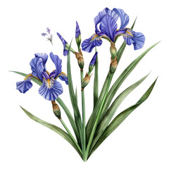A beautiful blue iris flower, isolated on white, blooms with vibrant petals