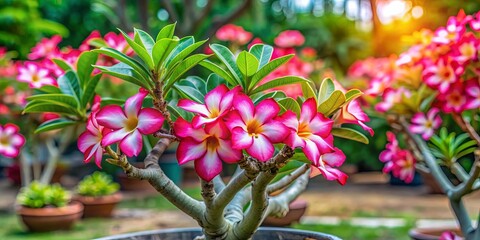 Vibrant adenium plant blooming in a lush garden setting