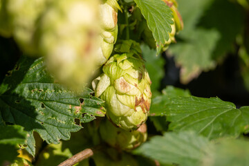 Brown bumps of hops on a branch in late autumn.