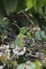 lizard on a leaf