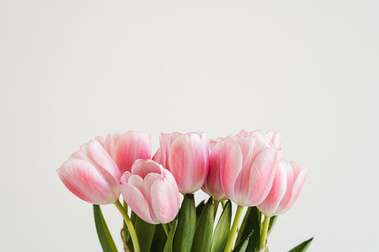 Elegant pink tulip flowers bouquet. Aesthetic close up view floral composition