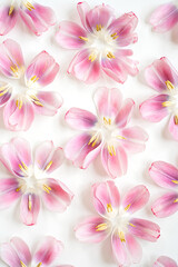 Elegant Arrangement of Pink and White Tulip Petals with Yellow Stamens on White Background