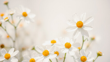 Fototapeta premium White Daisies with Yellow Centers