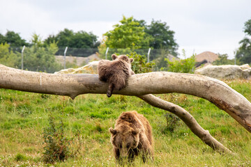 Ourson Boissi&egrave;re