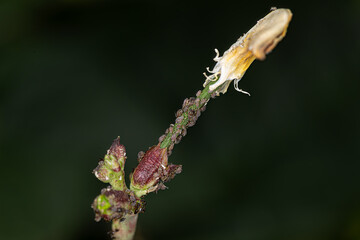 Macro photography of a bean plant infested with aphids