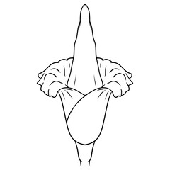 corpse flower illustration hand drawn outline vector
