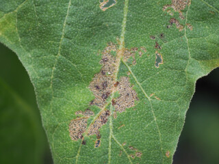Leaf miner on green leaf eggplant is plant insect pest. Insecticide product concept. Closeup photo, blurred.