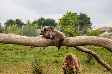 Oursons Zoo Boissi&egrave;re