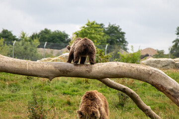 Ourson zoo Boissi&egrave;re
