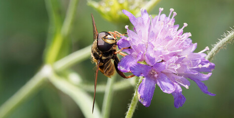 (Sericomyia silentis) Séricomye silencieuse mâle, grosse mouche muscoïde, vu de face, posé sur une fleur de scabieuse colombaire (Scabiosa columbaria)