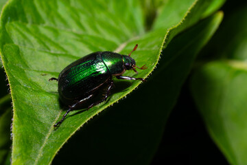 rosebug on a leaf