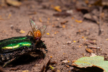 fly eating a bug