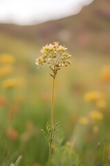 Fototapeta premium The tiny, intricate details of a flower on a distant hillside, with the surrounding field softly blurred. 
