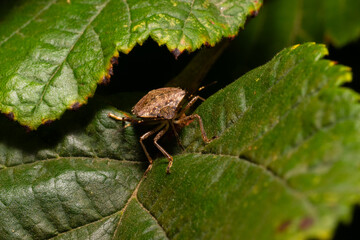 stink bug
