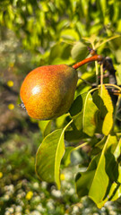 Green plants on a summer cottage. Pear fruit. Mulberry leaves. Summer concept