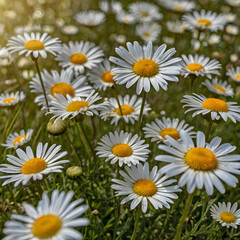 Fototapeta premium Nature beauty in colors meadow daisy blossom