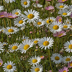 Fototapeta premium Nature beauty in colors meadow daisy blossom