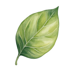 Obraz premium Single green leaf watercolor illustration, hand-painted with realistic texture and soft gradients. Isolated on transparent background, png.