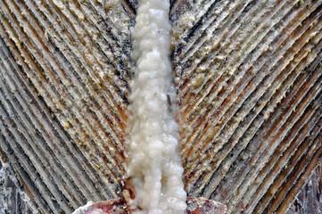 Pine trunk after collecting resin. Cuttings on the trunk.