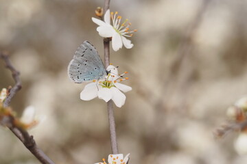 niebieski motyl © Barbara