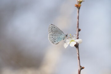 niebieski motyl  © Barbara