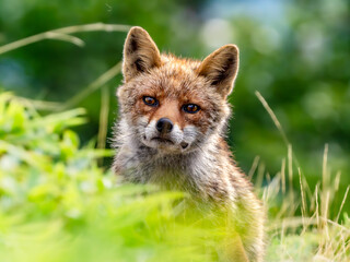 山岳地帯で現れたキツネ