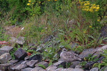 gull chick