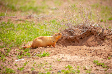 The gopher sits in the grass in the mountains, looks to the side, as if reading your text,...