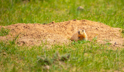 The gopher sits in the grass in the mountains, looks to the side, as if reading your text, studying, showing curiosity, interest. Copy space with place for text. Landscape with wild animals.