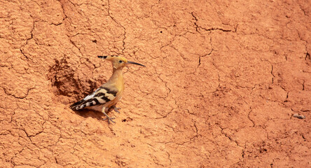 Eurasian hoopoe, Upupa epicus, sitting on the Charyn Canyon, nest on red clay.