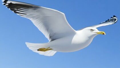 Fototapeta premium Soaring Seagull Silhouette: Abstract Harmony of Nature and Design. Minimalist Representation of Freedom, Cultural Diversity, and Peaceful Coexistence. Elegant Template for Marketing, Web Design, and E