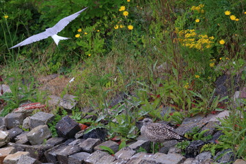 gull chick