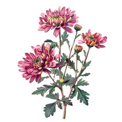 Obraz premium A beautiful bouquet of pink chrysanthemums showcases the beauty of summer blooms