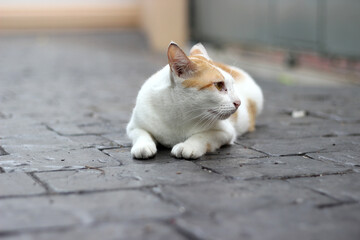 The cat crouch on the floor