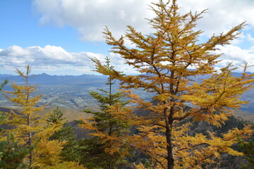 四阿山のカラマツの黄葉