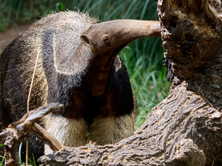 Giant anteater (Myrmecophaga tridactyla)