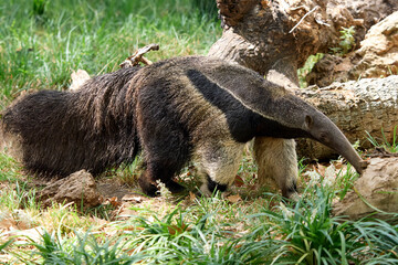 Giant anteater (Myrmecophaga tridactyla)