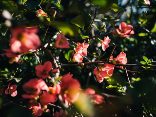 Spring flowers in the garden